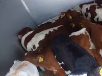 Lembu jantan, Simmental cattle — foto 1