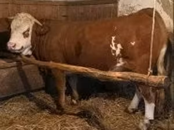 Lembu betina, Simmental cattle