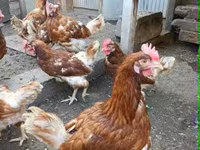Chickens — foto 4
