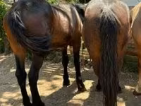 Mare, Horses — photo 2