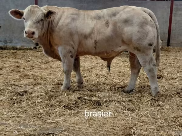 Bull, Charolais cattle