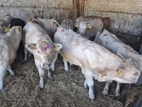 Bulle, Charolais cattle — Foto 5