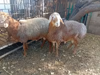 قوچ, Hissar sheep — عکس 7