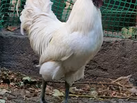 Chickens — foto 3