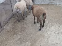قوچ, گوسفند — عکس 4