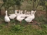 Geese — 照片 3