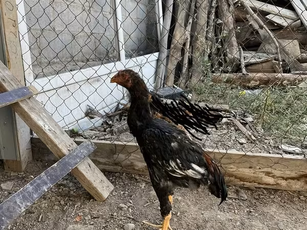 Chickens