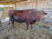 Lembu jantan, Limousin cow — foto 1