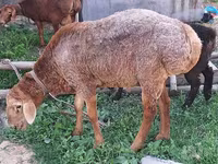 숫양, Arashan sheep — 사진 2