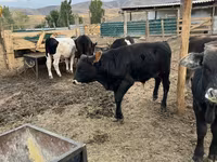 황소, Swiss cattle — 사진 7