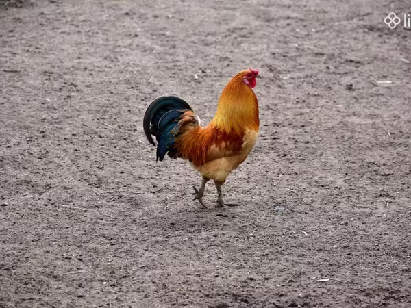 Chickens — Armenia