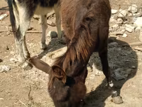 Ձիեր (խումբ, սեռը նշված չէ), Ձիեր — լուսանկար 1