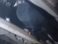 母猪, Pigs — 照片 2