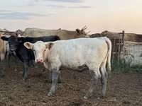 گاو و گوساله (گروه، جنسیت مشخص نشده), Swiss cattle — عکس 1