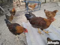 Chickens — รูปภาพ 1