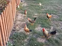 Chickens — 사진 2