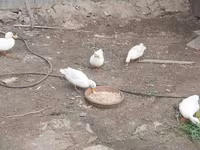 Ducks — 사진 5