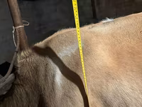 গাভী, Swiss cattle — ছবি 6