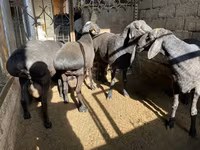 كبش, الأغنام — الصورة 2