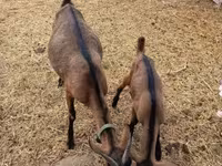 Kozel, Alpine goat — foto 7