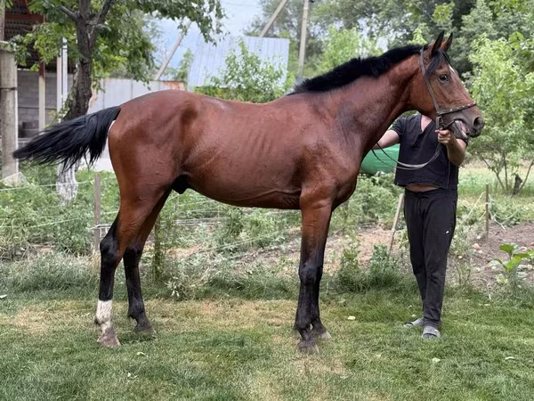Aygır, Atlar