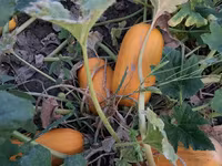 Продаю тыкву для животных — фото 3
