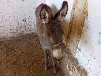 Kůň, Koně — foto 1