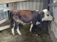 Toro, Vaca kazaja de cabeza blanca — foto 1