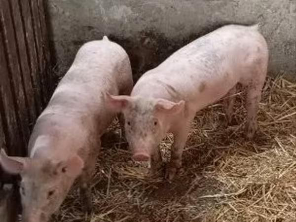 Boar, Pigs — Hungary