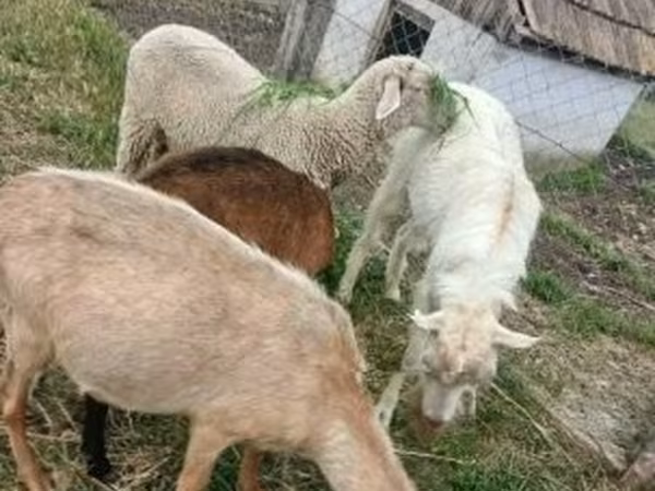 Widder, Merino sheep