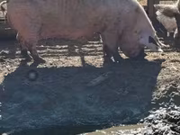 แม่สุกร, หมู — รูปภาพ 1