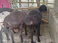 قوچ, Hissar sheep — عکس 3