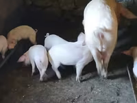 मादा सूअर, सूअर — फ़ोटो 4