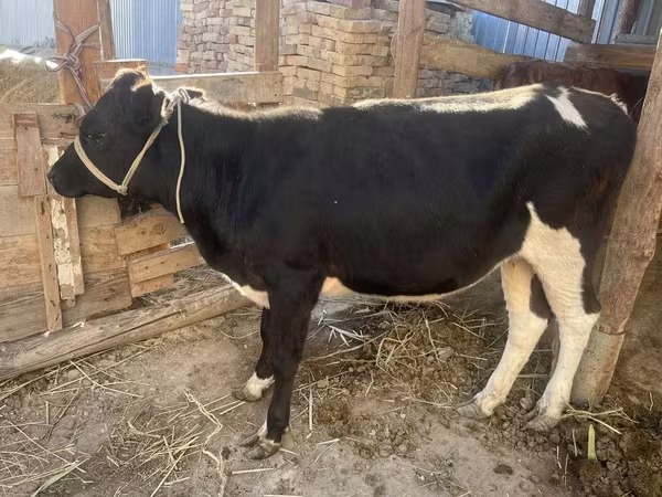گائے, Russian Black pied cattle