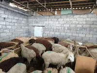 Ido, Sheep — sawirka 3