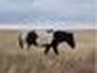 Horse (M), Horses — photo 5