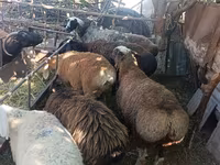 Får, Rhon sheep — foto 4