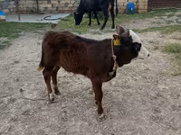 Vacă, Simmental cattle — foto 1