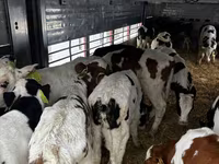 Bulle, Simmental cattle — Foto 2