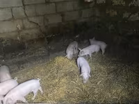 公猪, Pigs — 照片 2