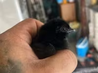 Ayam Cemani — foto 2