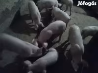 Мэгж, Крупная белая — 3 зураг