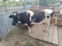 Mucca, Latvian Blue cattle — foto 1