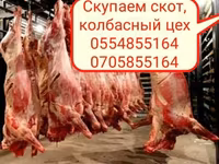 ወንድ በሬ, Cattle — ፎቶ 8
