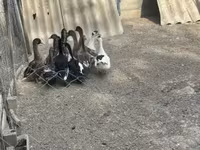 Ducks — 사진 5