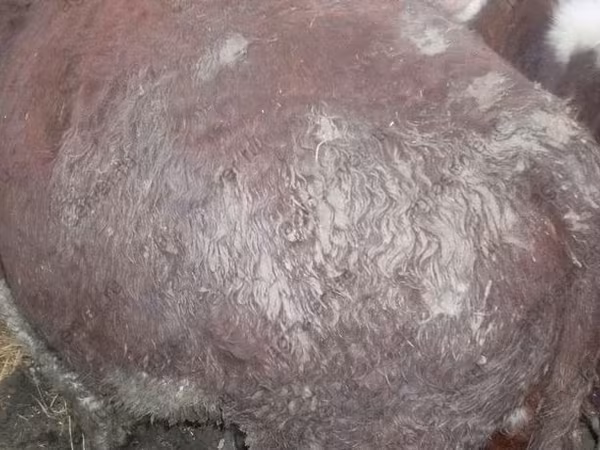 Bull, Russian Black pied cattle