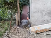 Chickens — புகைப்படம் 5
