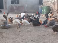 Chickens — รูปภาพ 7