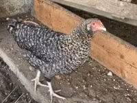 Chickens — 写真 2