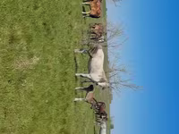 Էգ ձի, Kazakh horse — լուսանկար 2